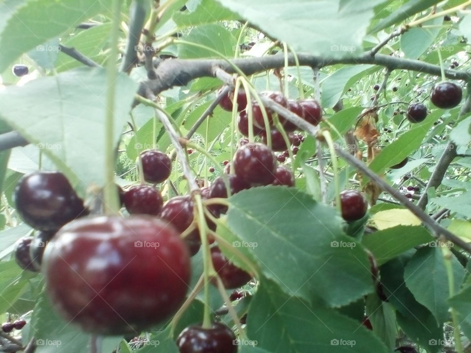 tree, cherry, leaves, ripe cherry, summer, green leaves, cherry on a branch,