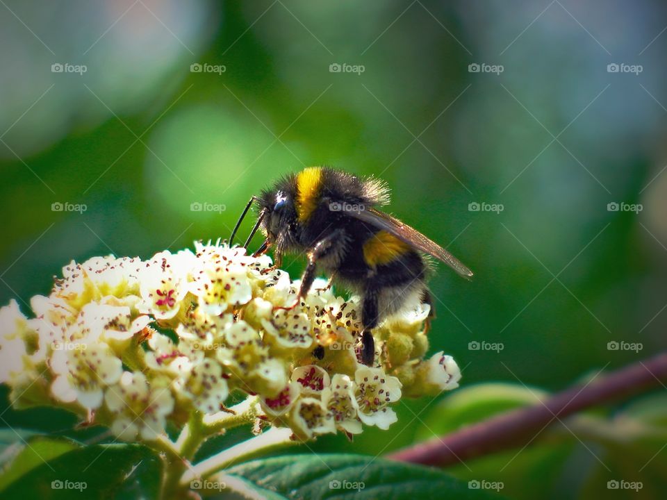 Bumblebee gathering nectar on Cotoneaster