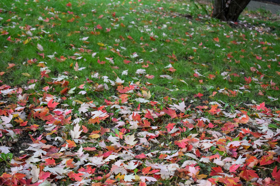 Moods of autumn 