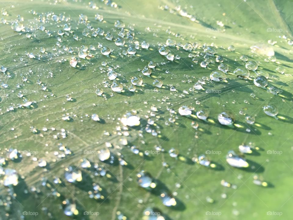 Gemstone raindrops on top of gabi (Taro) leaves.