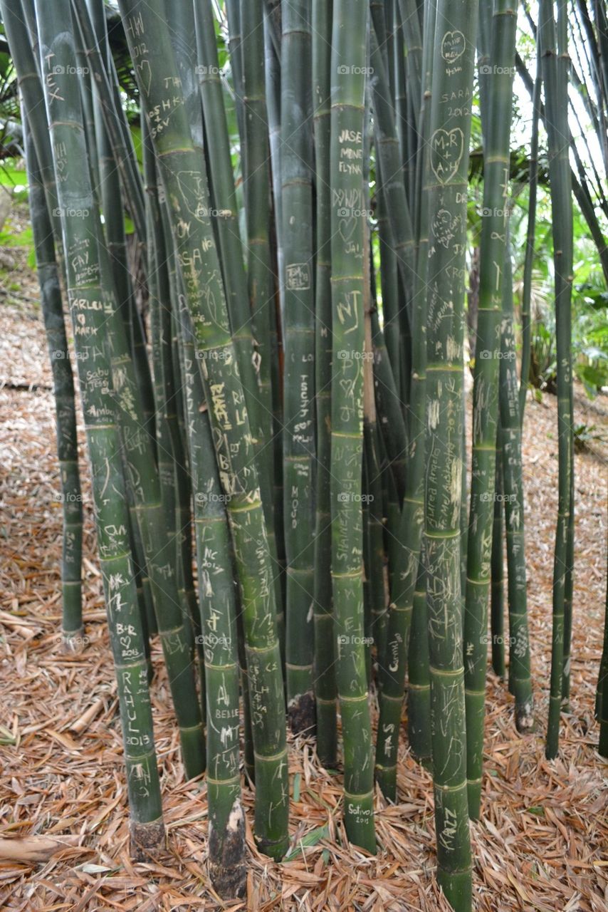 green bamboo