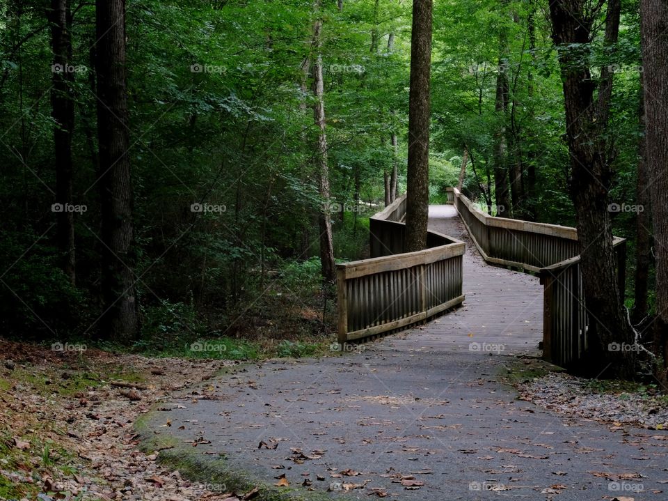 Greenway through the woods in Raleigh, North Carolina. 