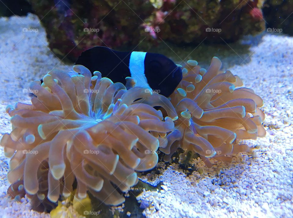 Clown fish