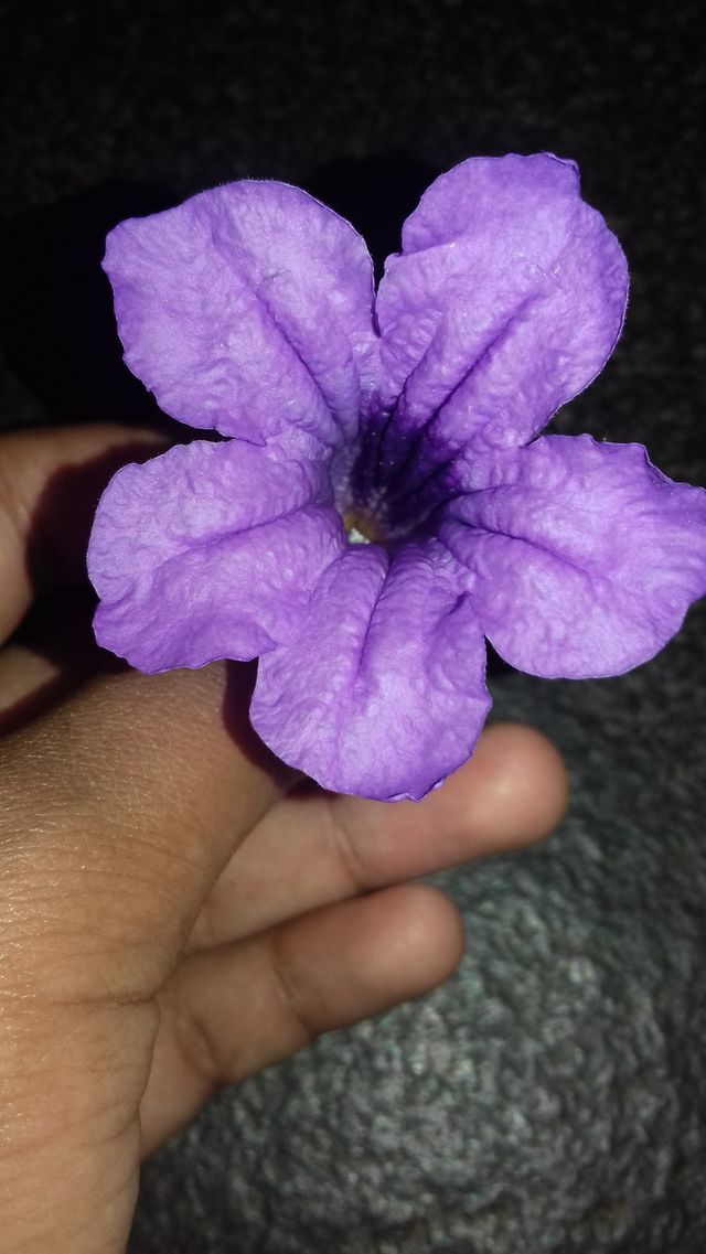 beautiful flowers
