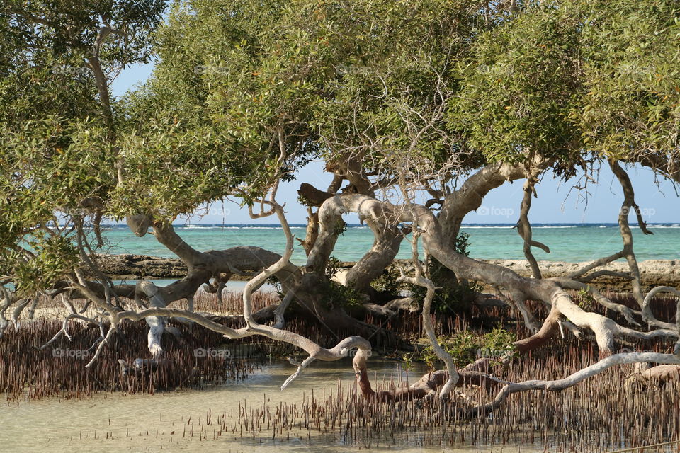 close up mangrove tree national park egypt