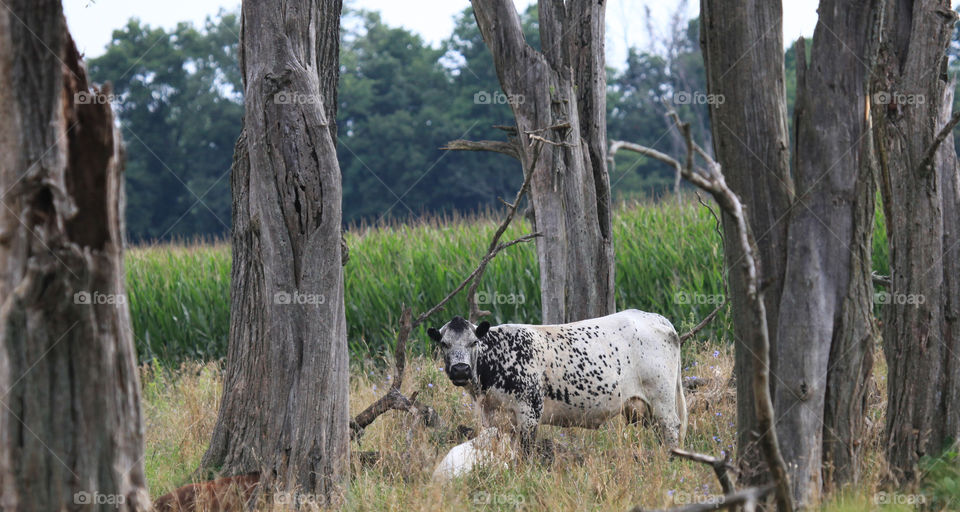 Black speckled cow