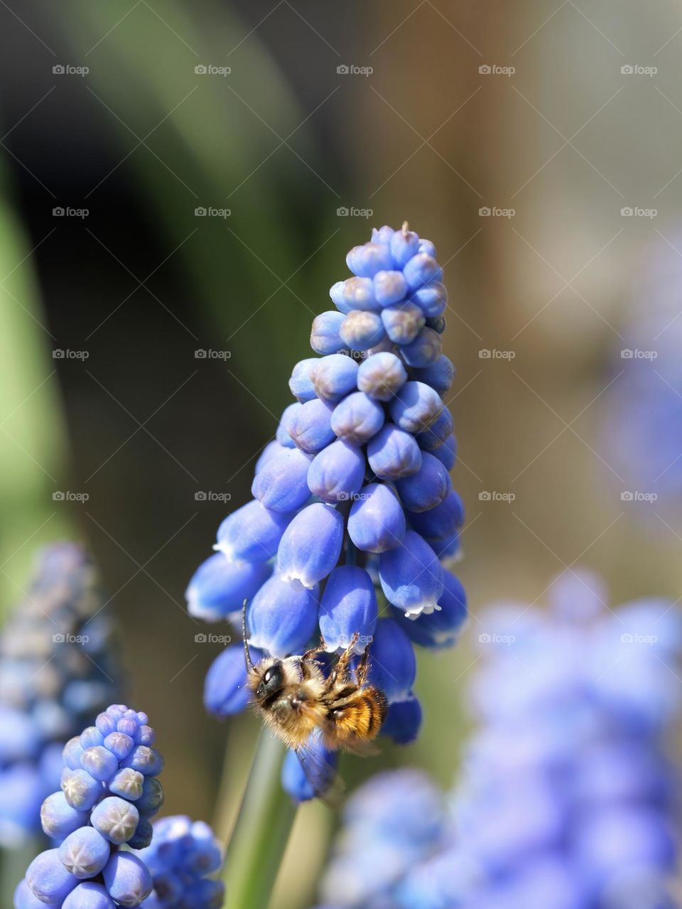 Wild bee searching for nectar on grape hyacinth