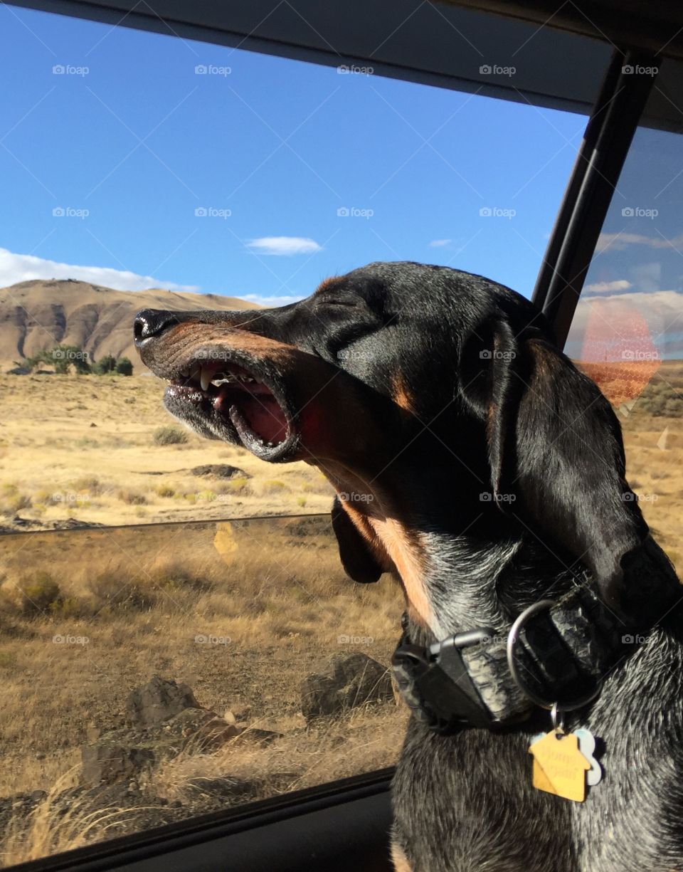 Soaring with the wind