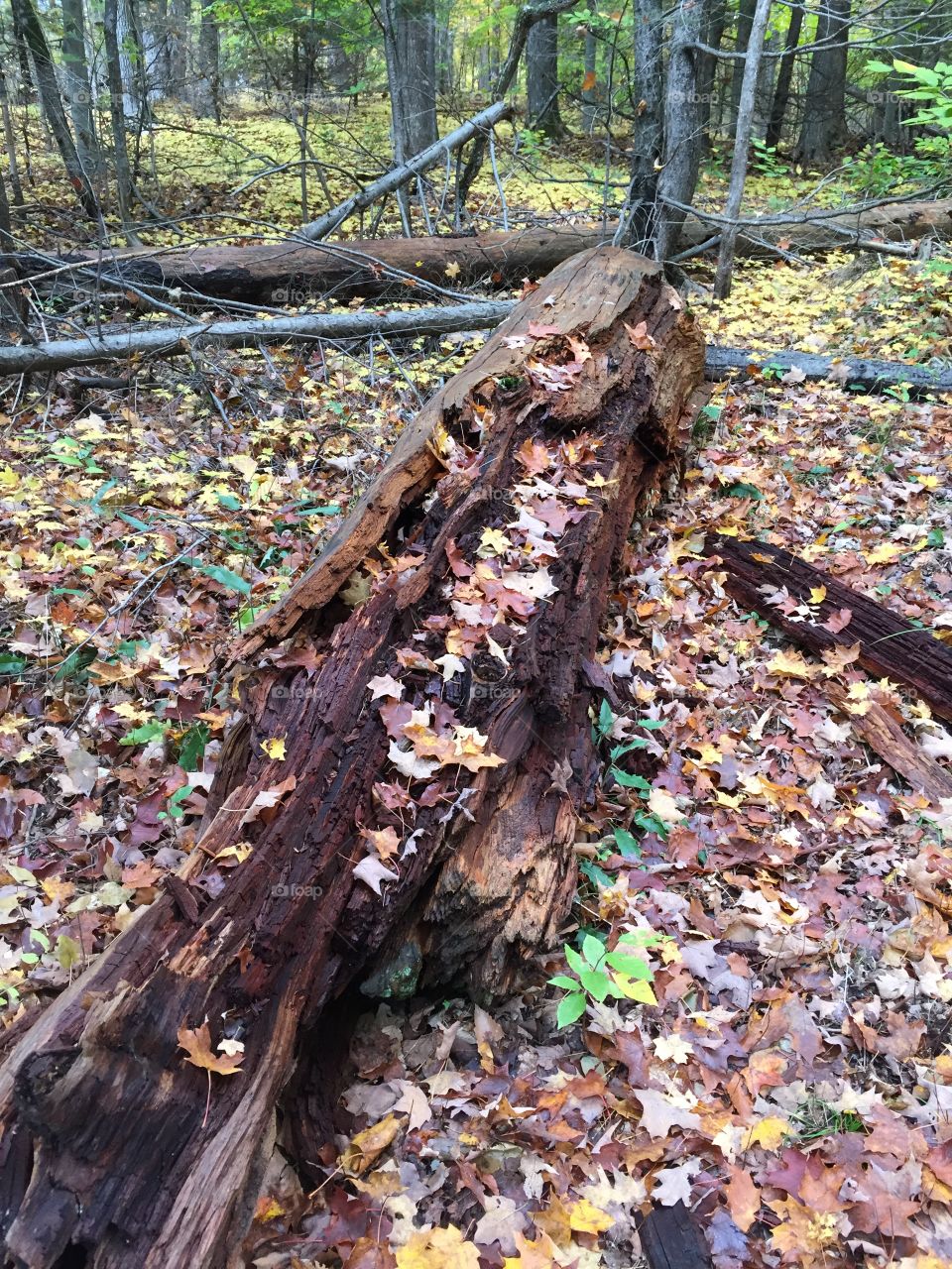 Gatineau Park in the fall