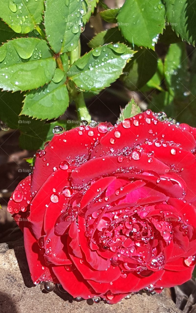 a close up view of my roses early in the morning still covered in dew.