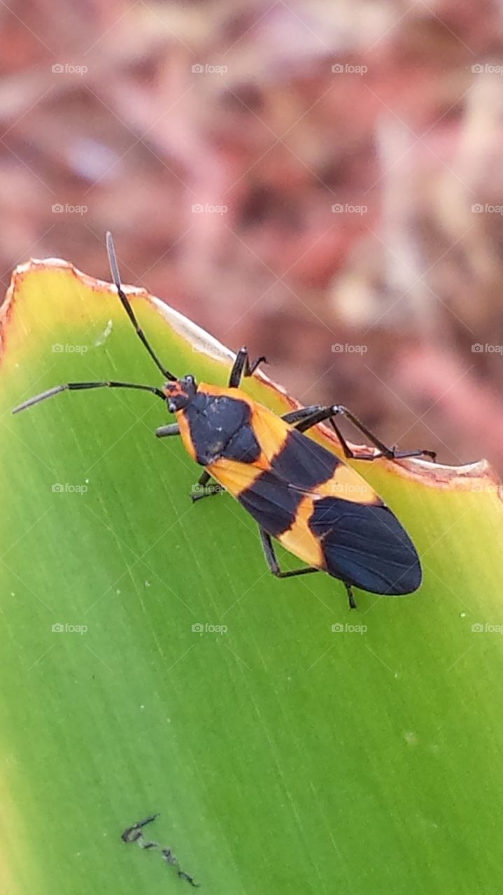 Black and Orange Insect on a Leaf