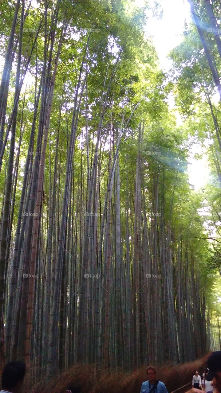 Looking over the heads of tourists exploring the paths among lush bamboo plants in Kyoto's Bamboo Forest