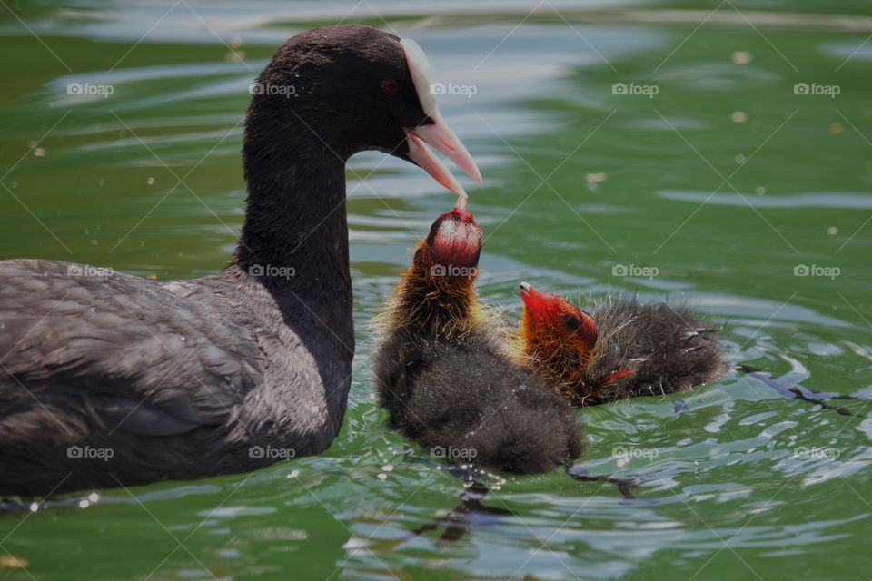 Coot mother with it's babies