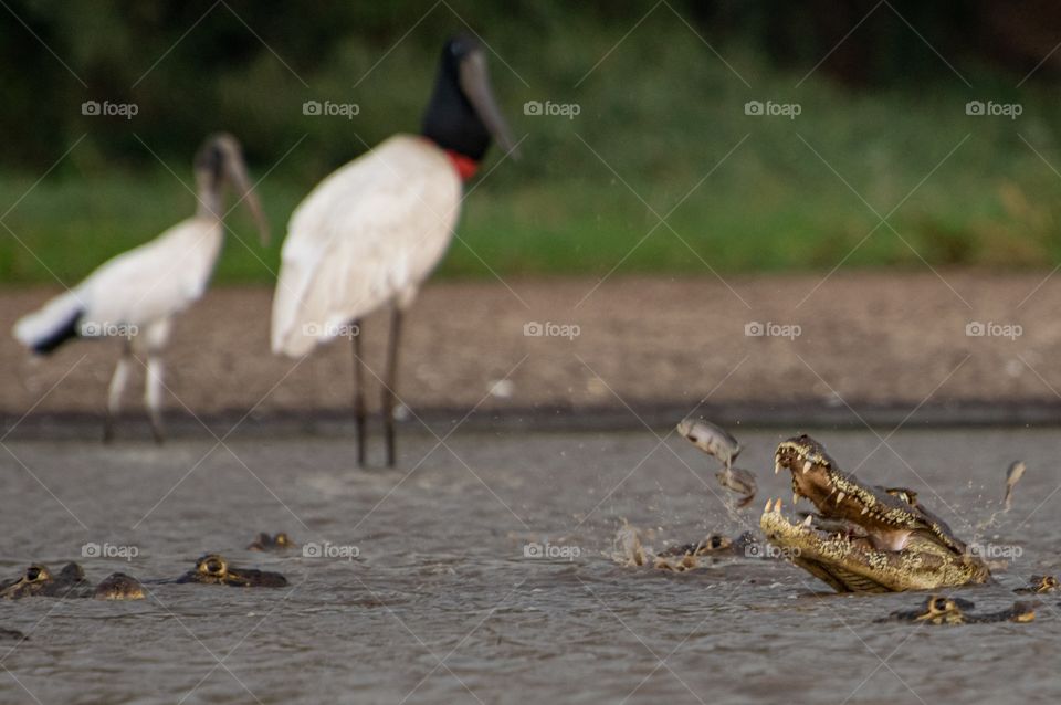 Jacaré se alimentando em lagoa no Pantanal sob olhar do Tuiuiú,  os peixes saltam da água.