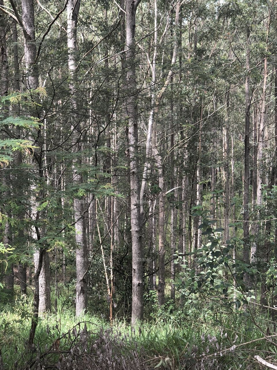 Australian bush/forestry