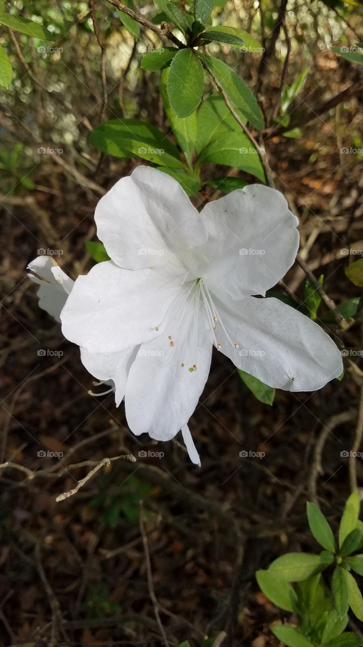 white flower