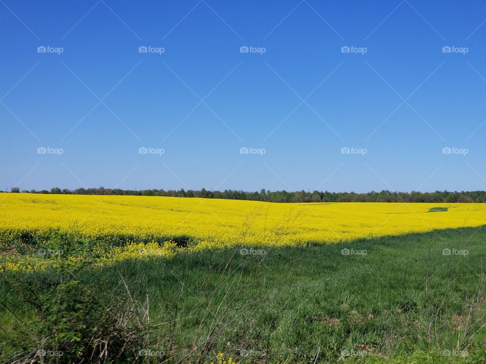 Yellow spring Canola fields.