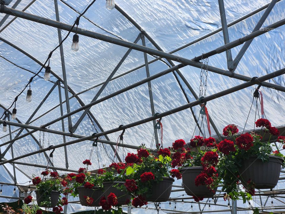 row of hanging red flower pots under protective shade of garden center awning on a hot Summer day in Oregon