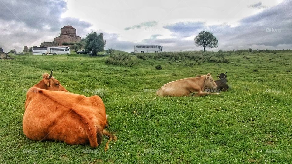 Orange cow.