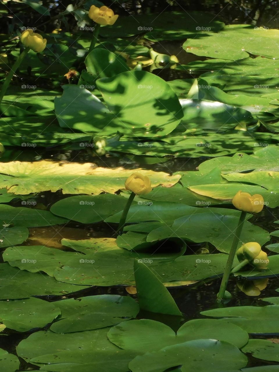 Water lilies 