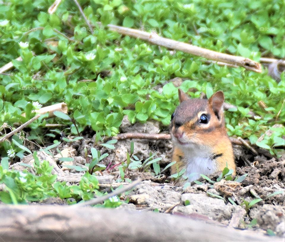 Chipmunk poking it’s head up through the soil