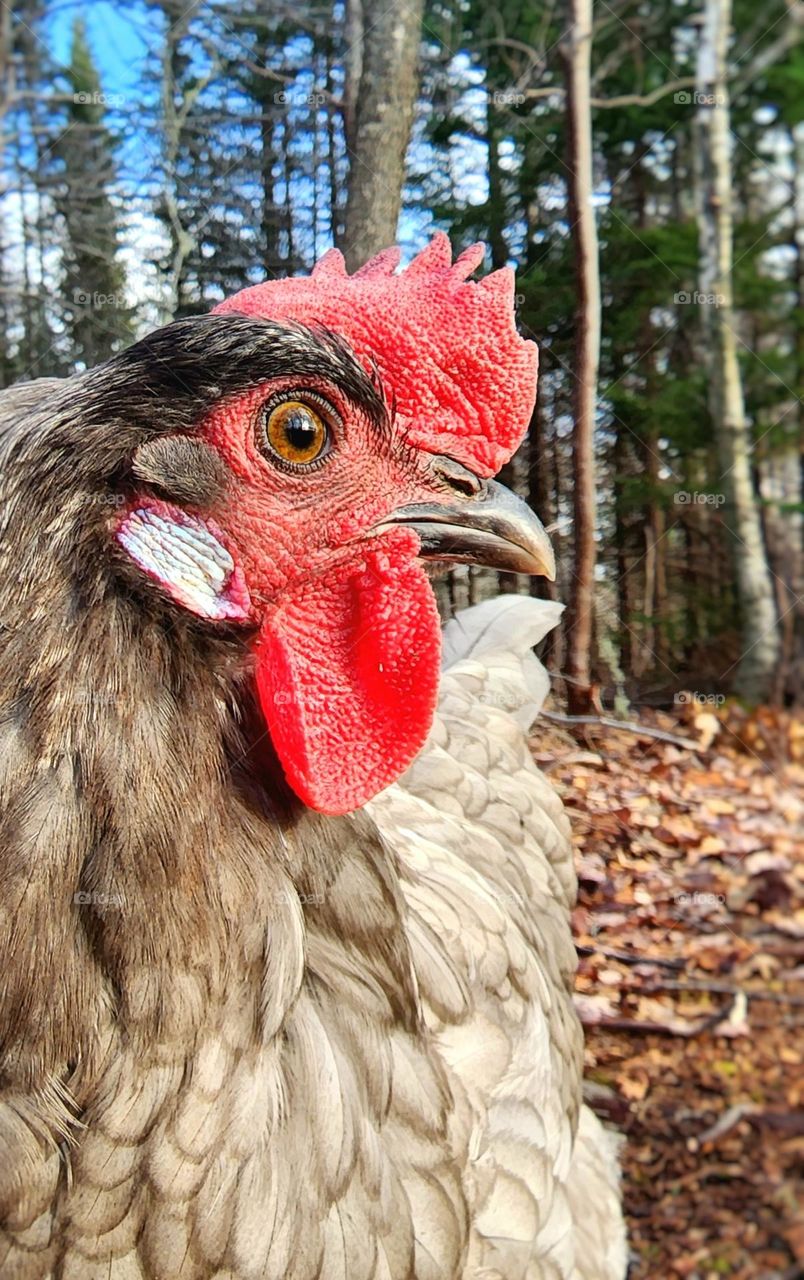 Chicken out foraging in the forest.