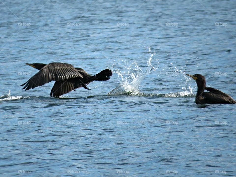 Cormorants taking off in flight