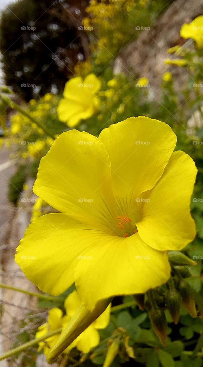 Yellow flowers