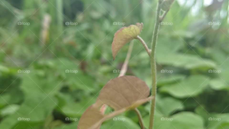 green plants