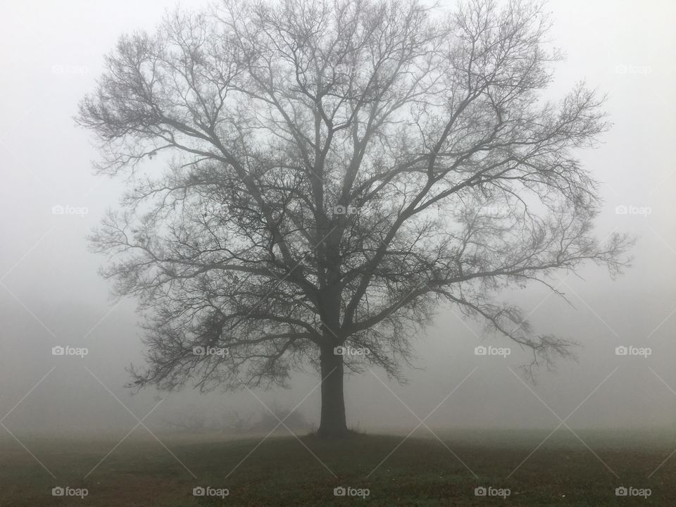 Fog surrounding the lonely tree