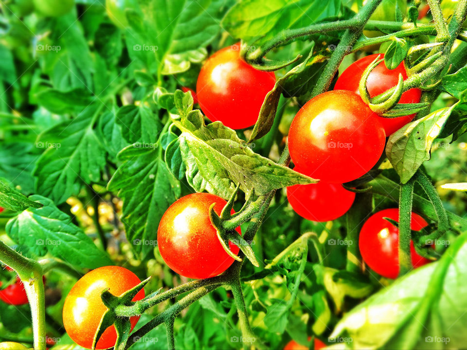 Ripe organic tomatoes on a vine in California