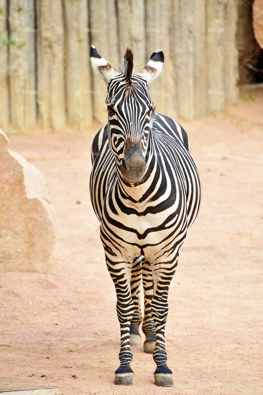 Portrait of zebra