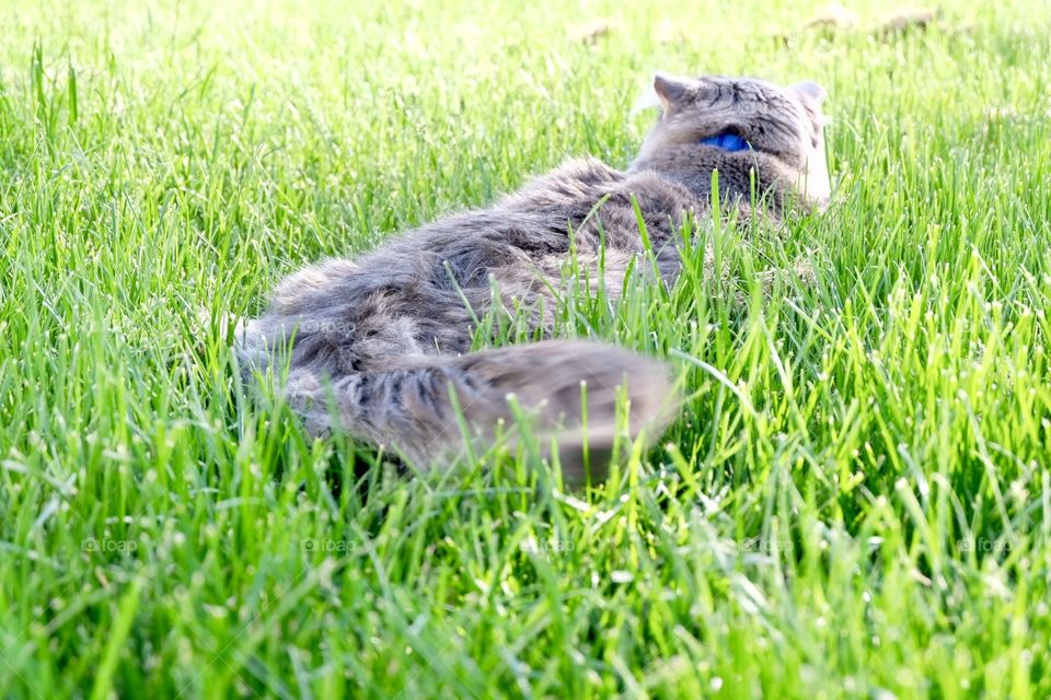 Cat hunting in grass field