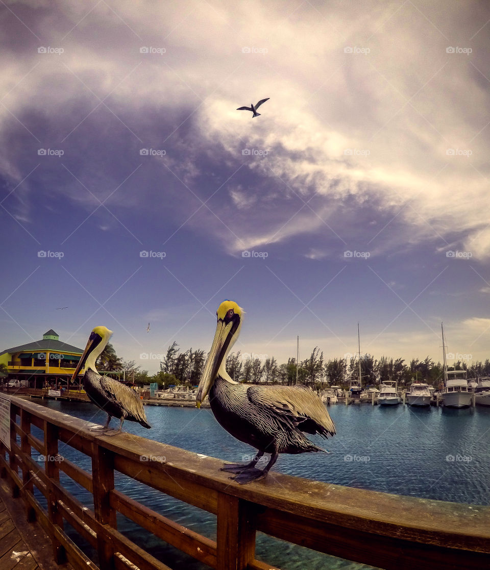 Pelicans at the Bay
