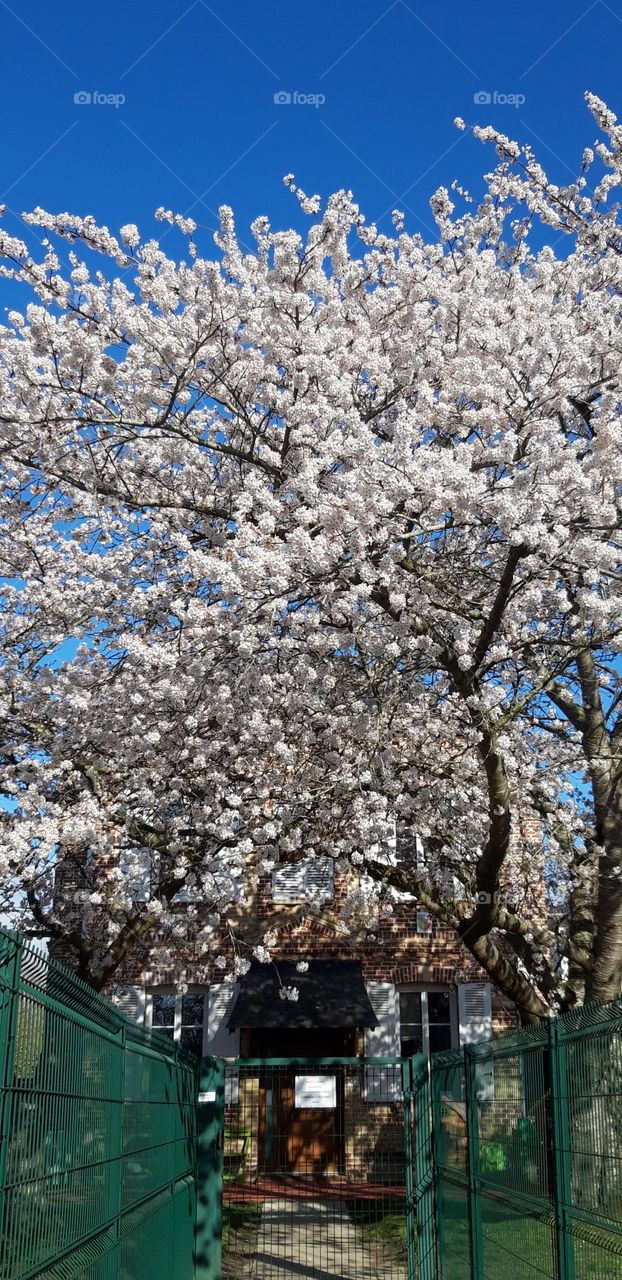 Cherry tree in Normandy