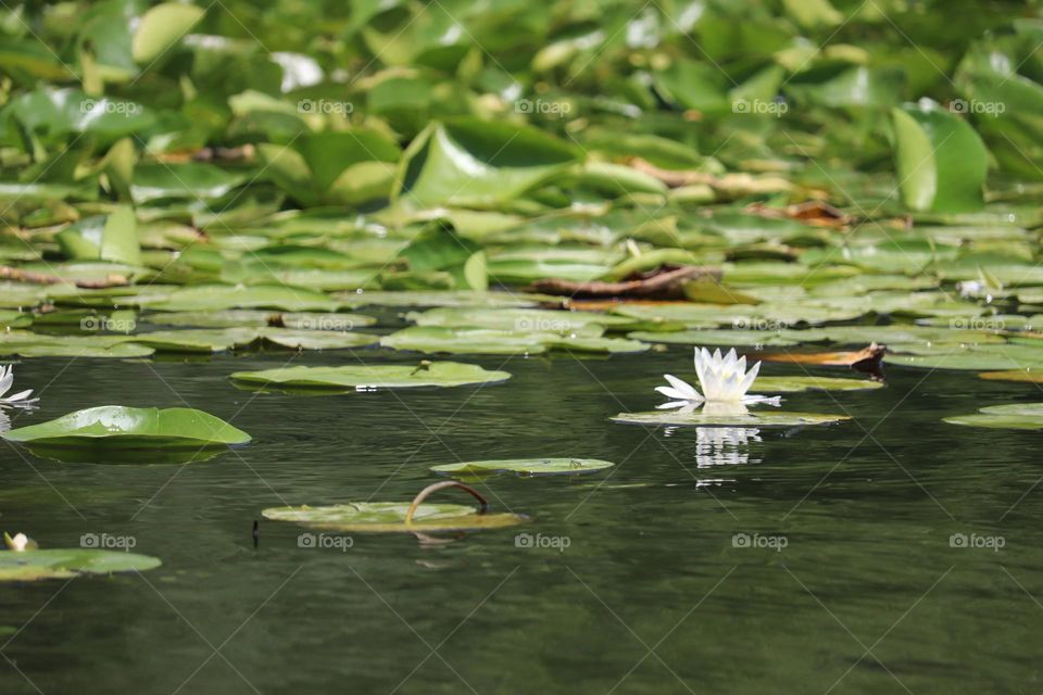 Water lilly