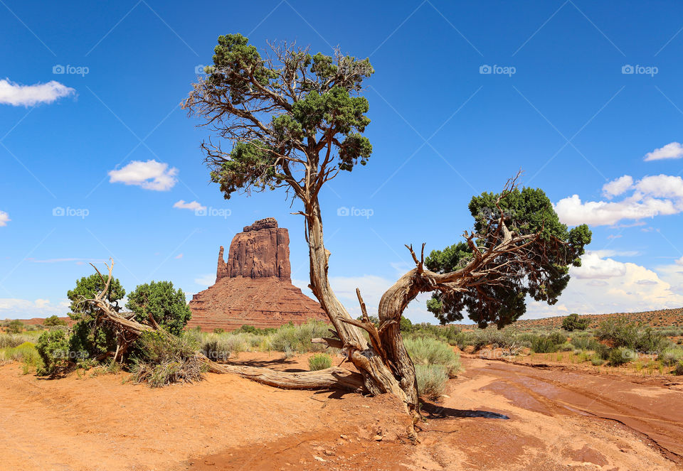 Monument volley tree 