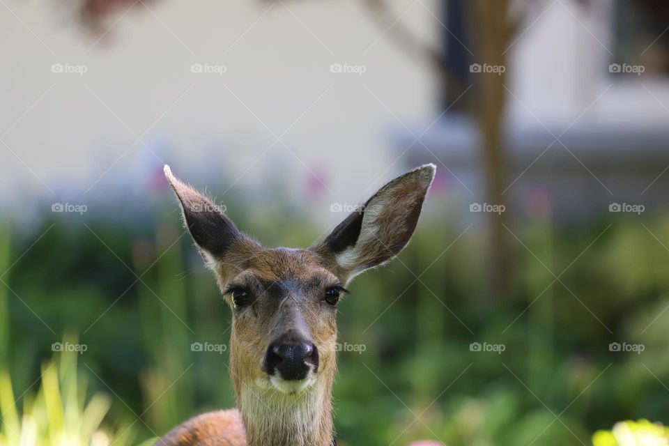 Deer profile 