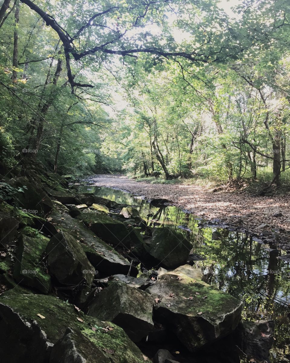 Lazy creek in forest