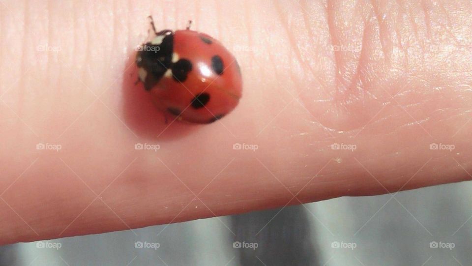 a red coccinelle