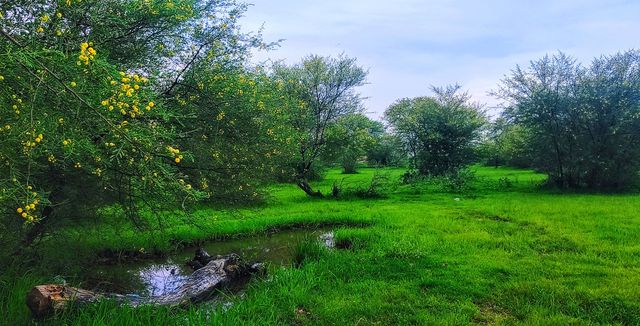 nature's Beauty