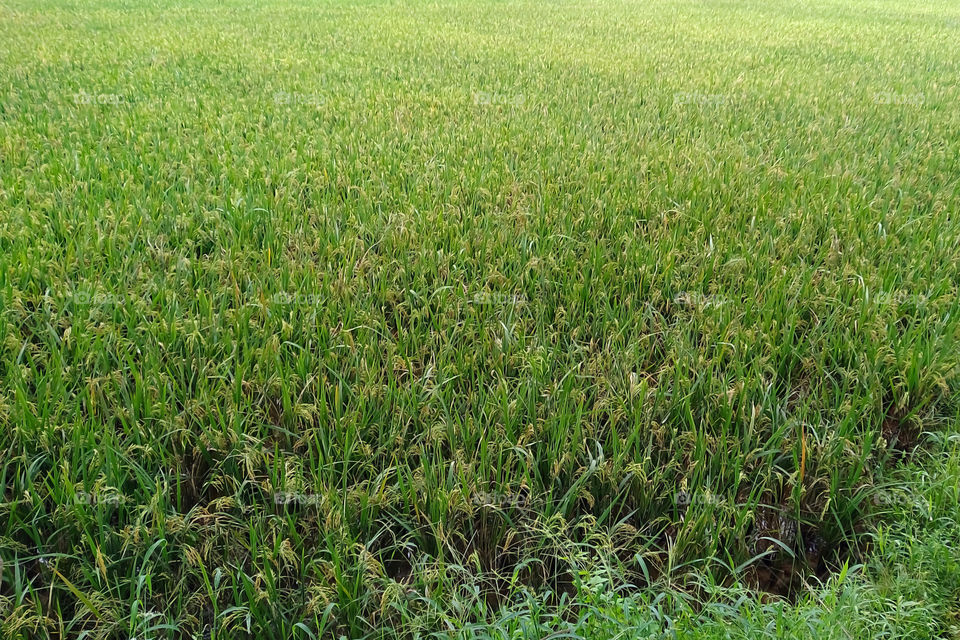 Rice Agriculture Field