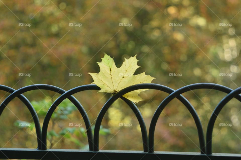 maple leaf on the fence in the park