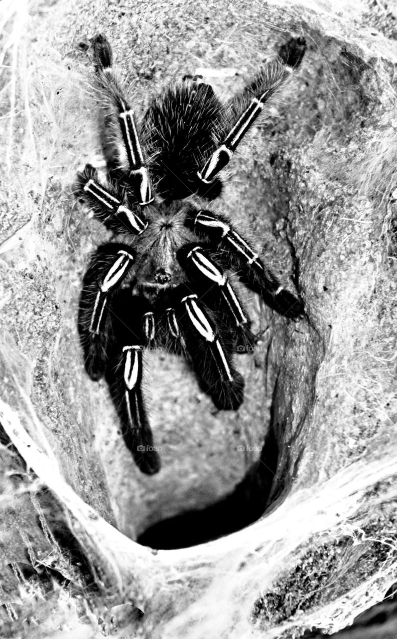 Tarantula
