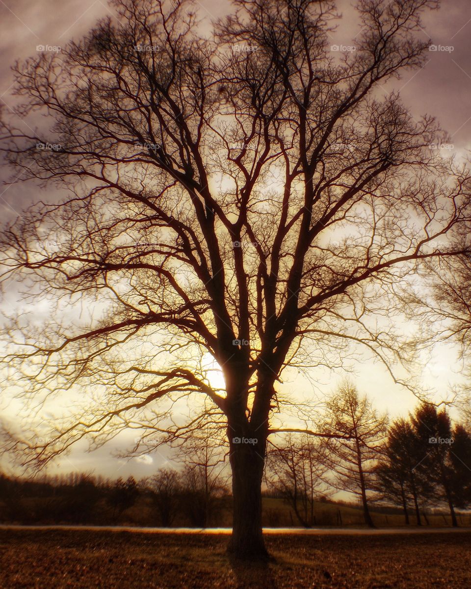 Tree Silhouette 