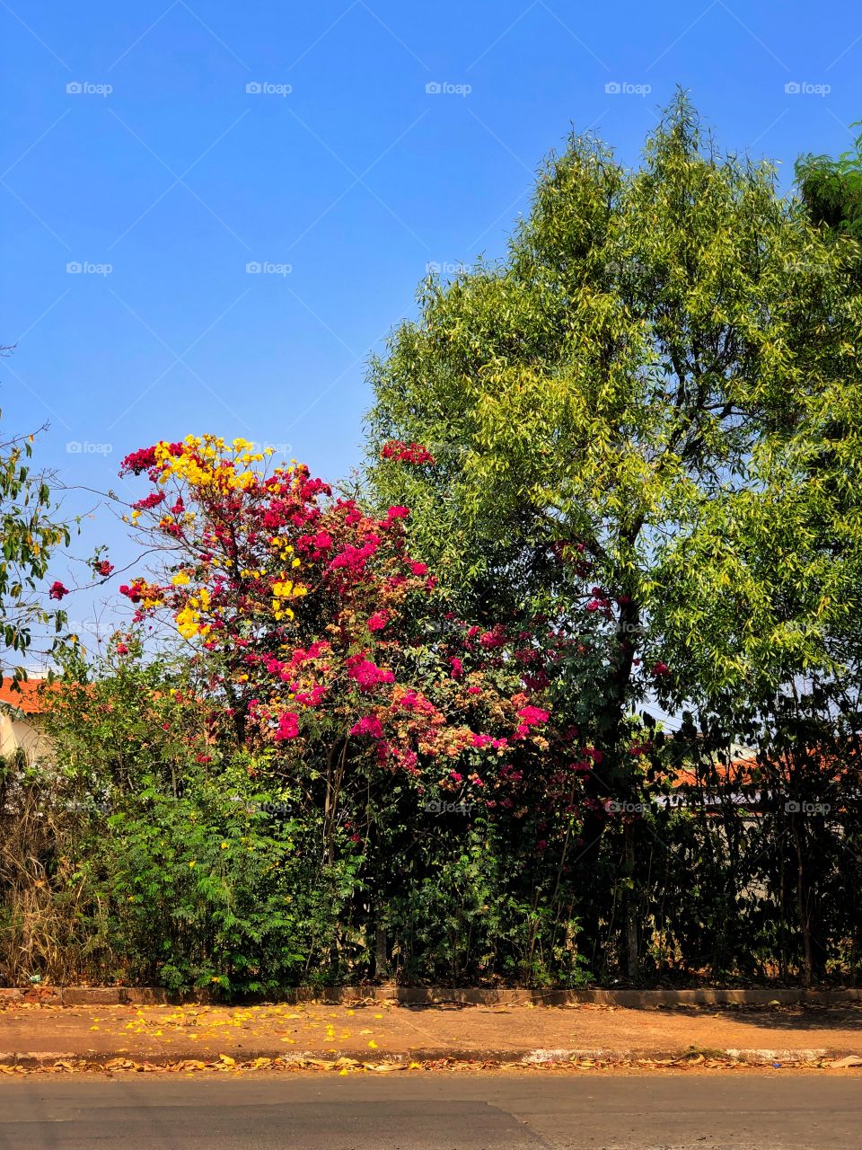 Spring... Colorful flowers mixed, creating a beautiful effect... 