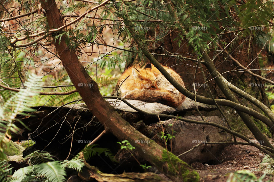 A fox resting on a rock in the forest