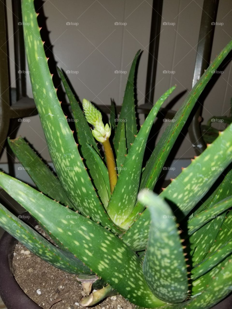 My aloe plant is going to Bloom