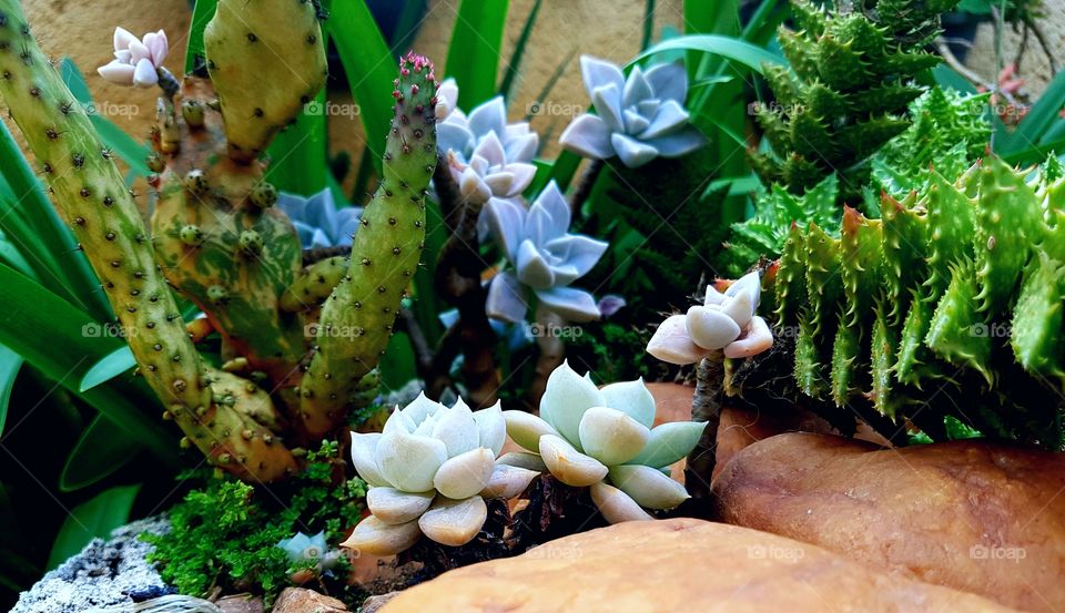 Cactus
