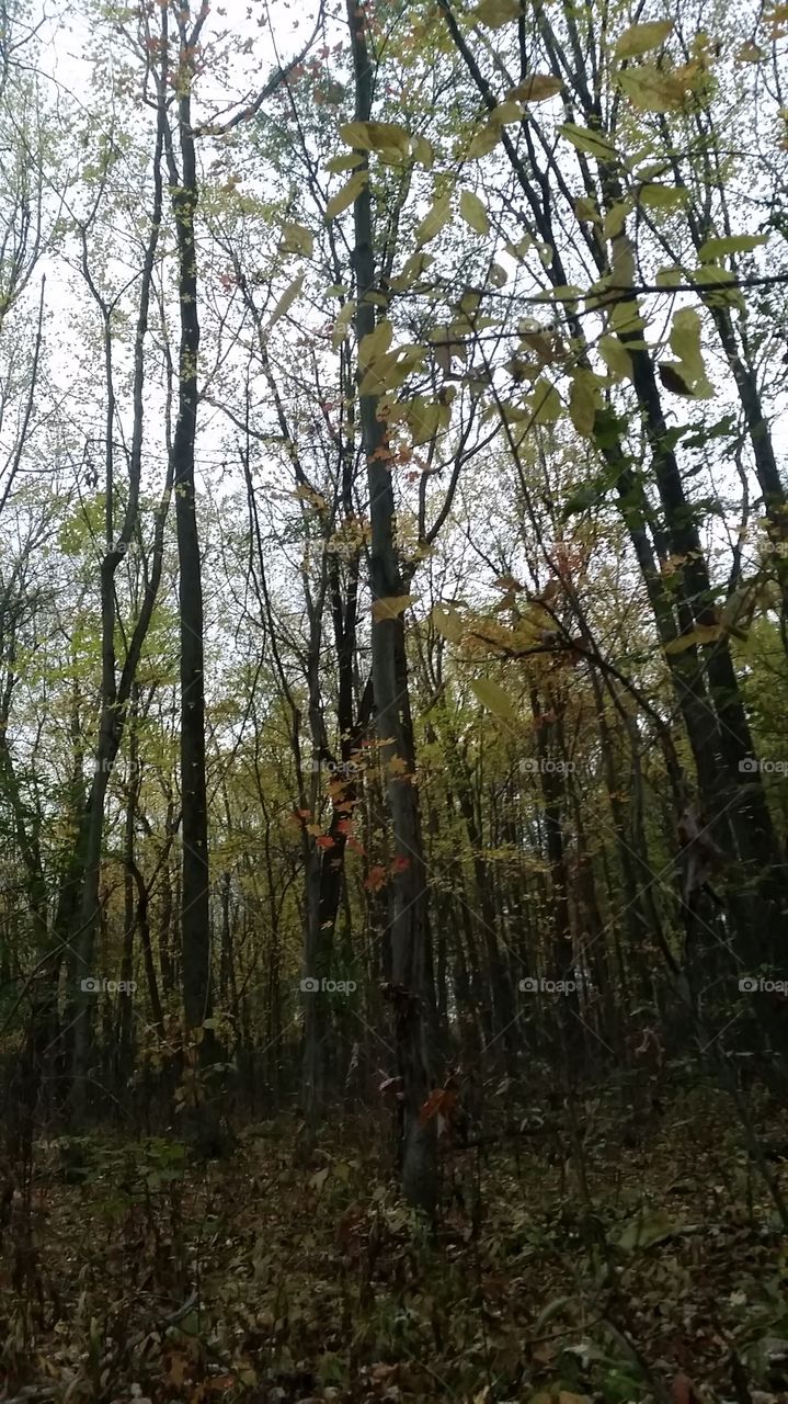 A day in the woods